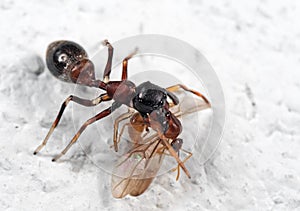 Macro Photo of Ant-Mimic Jumping Spider Eating Prey on White Flo