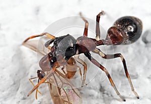 Macro Photo of Ant-Mimic Jumping Spider Eating Prey on White Floor