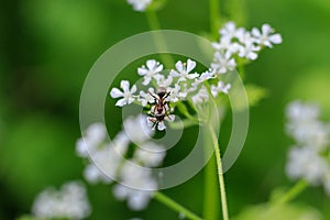 Macro photo of an ant on a white flower. Ant closeup crawling on the flower on the green background.