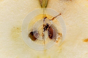 Apple with larva traces of a codling moth Cydia pomonella photo