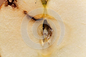 Apple with larva traces of a codling moth Cydia pomonella photo