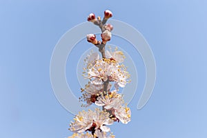 Macro photo of an apricot flower on a tree branch. Against the blue sky, selective focus, place for text. Design for calendar.
