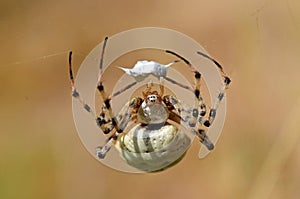 The portrait of Argiope lobata spider , family Araneidae