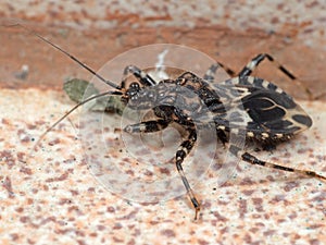 Macro Photo of Assassin Bug on The Floor