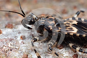 Macro Photo of Assassin Bug on The Floor