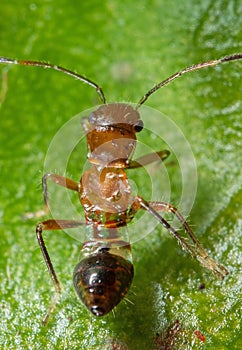 Macro Photo of Assassin Bug on Green Leaf