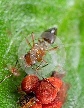 Macro Photo of Assassin Bug with Red Fruit on Green Leaf