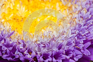 Macro photo of asteraceae flower