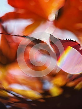 macro photo of an autumn leaf