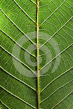 Macro photo of the back side of a green leaf with streaks. Leafy natural pattern. Top view