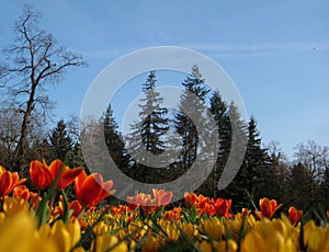 Macro photo background with autumn Tulips with red and yellow hues of the petals