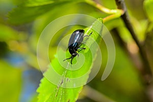 Macro photo background