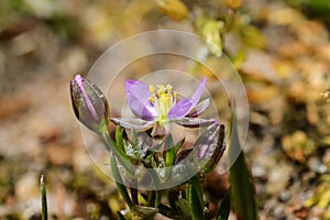 Macro photo background