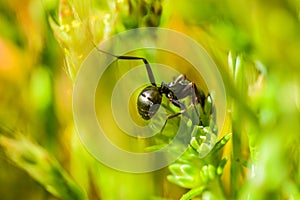 Macro photo background