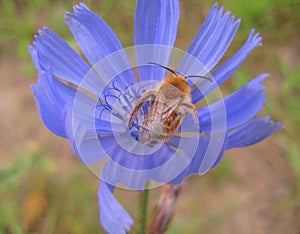Macro photo background with bees collecting nectar from flower delicate blue wild field Chicory ordinary