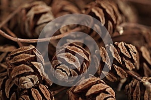 Macro photo background of cones Metasequoia glyptostroboides. View from above photo