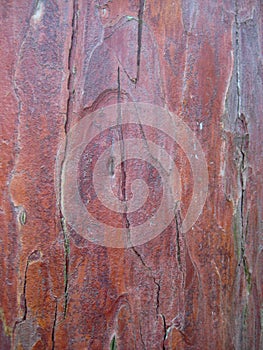 Macro photo with the background texture of the bark of a young tree of pine