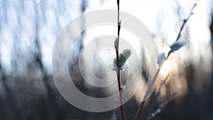 Macro photo bare tree branches with small buds blue sky natural spring background