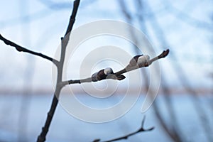 Macro photo bare tree branches with small buds blue sky natural spring background