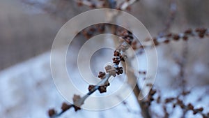 Macro photo bare tree branches with small buds blue sky natural spring background