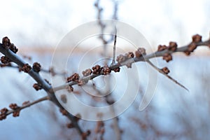 Macro photo bare tree branches with small buds blue sky natural spring background