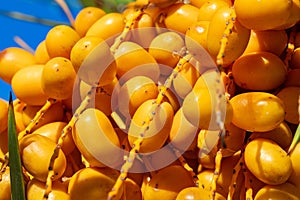 Macro photo of Barhi Date palm yellow fruits on the clusters in organic fruit garden for harvesting