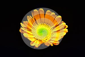 Macro photo of a beautiful asteraceae flower