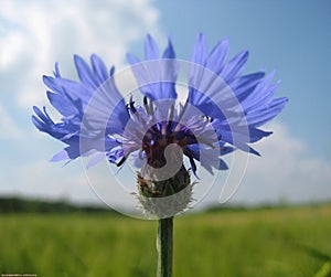 Macro photo of a beautiful blue field wild flower of Cornflower