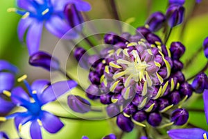 Macro photo of beautiful colorful purple flower