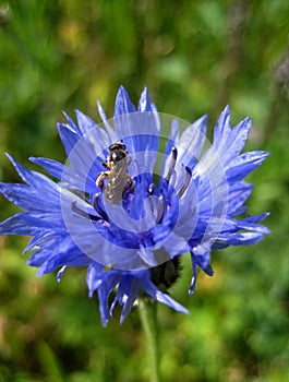 Macro photo of a beautiful Cornflower blue flower and bees