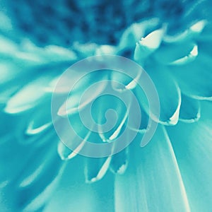 Macro photo of the beautiful cornflower's petals