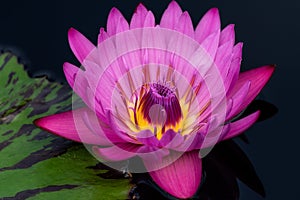 Macro photo of a beautiful flower in the garden