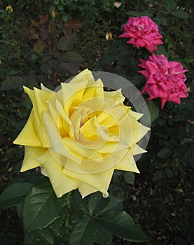 Macro photo with a beautiful flower of a shrub varietal garden rose plant with yellow petals for landscape design