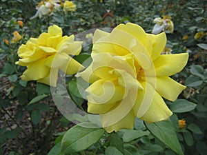 Macro photo with a beautiful flower of a shrub varietal garden rose plant with yellow petals for landscape design