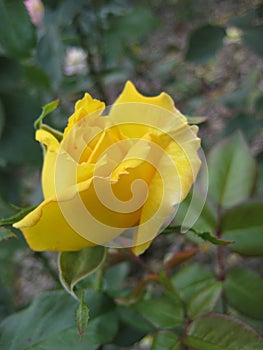 Macro photo with a beautiful flower of a shrub varietal garden rose plant with yellow petals for landscape design