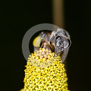 Hony bee and flowers