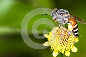 Hony bee and flowers