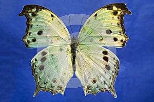 Macro photo of a beautiful illuminated Mother of Pearl butterfly.