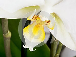 Macro photo of a beautiful orchid flower