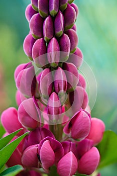 Macro photo of a beautiful pink lupine flower, vertical orientation.