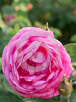 Macro photo of beautiful pink rose with water drops. Bud bloom on a branch with a green background.