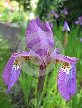 Macro photo beautiful purple Iris flower with petals