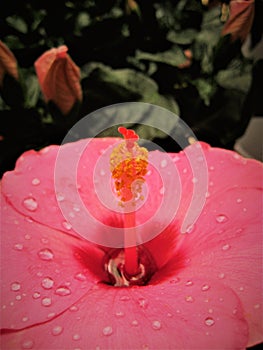Macro photo with beautiful tropical bright pink Hibiscus flower with drops of rain water