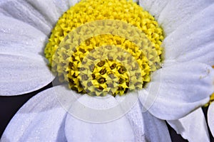 Macro photo of a beautiful asteraceae flower