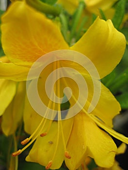 Macro photo of beautiful yellow flowers of the woody shrub Rhododendron yellow or RhododÃ©ndron lÃºteum