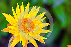 Macro photo of beautiful yellow Xerochrysum bracteatum `Dargan Hill Monarch