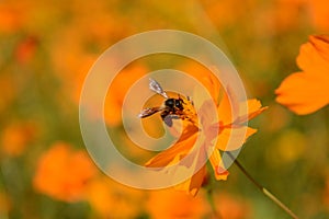 Macro photo of a bee close up, starburst flower summer yellow leaf field background grass flowers nature season garden park