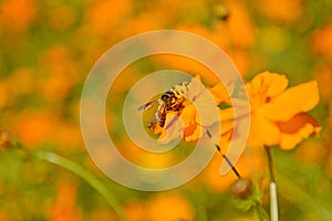 Macro photo of a bee close up, starburst flower summer yellow leaf field background grass flowers nature season garden park