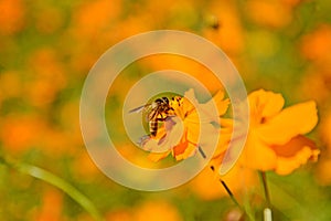 Macro photo of a bee close up, starburst flower summer yellow leaf field background grass flowers nature season garden park