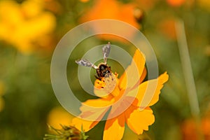 Macro photo of a bee close up, starburst flower summer yellow leaf field background grass flowers nature season garden park